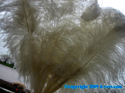 Fan Ostrich Feather Ivory/ Bone White Antique Original MINT